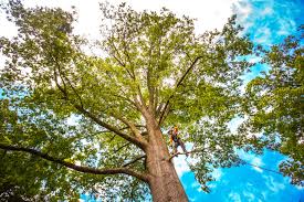 Best Tree Planting  in Nokomis, IL