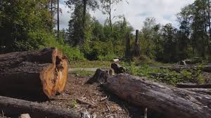 Best Emergency Tree Removal  in Nokomis, IL